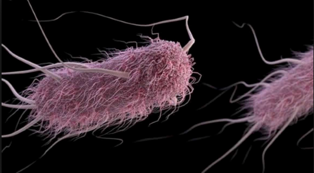 Escherichia coli (E. coli)